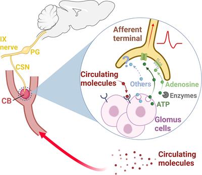 The carotid body: A novel key player in neuroimmune interactions